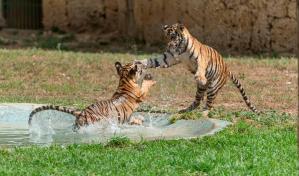 A consulta pública reglamento para regular la tenencia de fauna silvestre