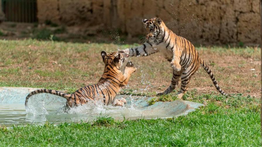A consulta pública reglamento para regular la tenencia de fauna silvestre A consulta pública reglamento para regular la tenencia de fauna silvestre