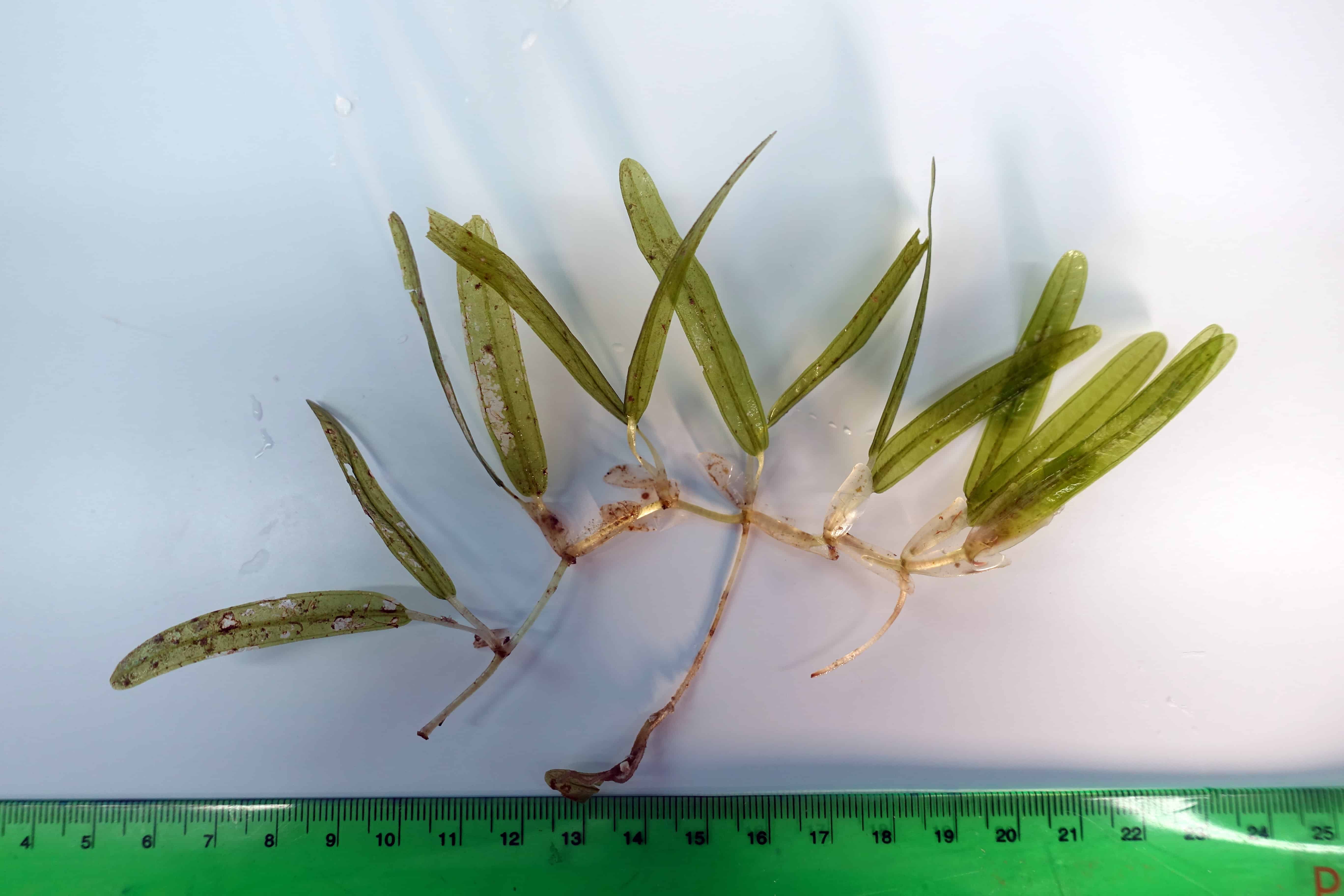 Halophila stipulacea recolectada en Punta Salinas.