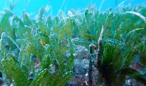 Detectan por primera vez un pasto marino invasor en República Dominicana