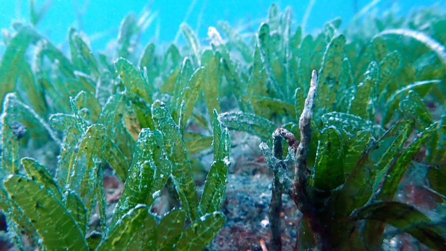 Detectan por primera vez un pasto marino invasor en Rep&uacute;blica Dominicana
