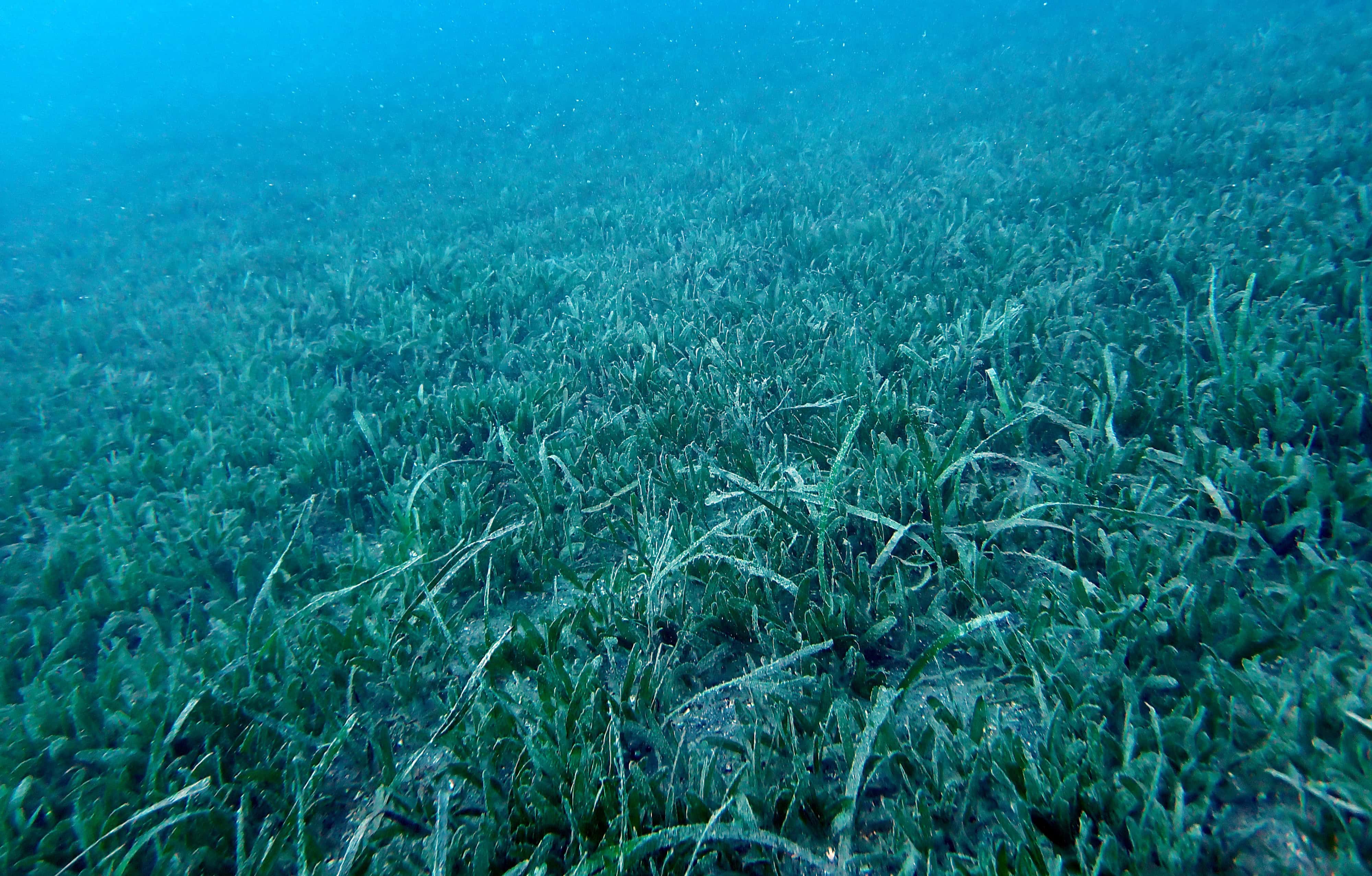 Parte del prado Halophila stipulacea de unos 1,500 m&sup2; en Punta Salinas