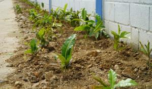 Digecac y UAPA culminan jornada de embellecimiento de verja perimetral de la FARD