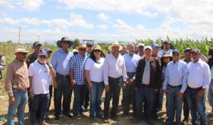 Agricultura inicia la veda de los cultivos hospederos de la mosca blanca y trips en Azua