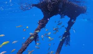 Universidades buscan transformar el sargazo en una herramienta para la pesca