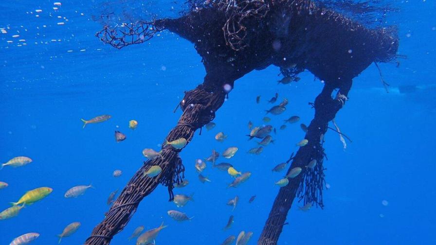 Universidades buscan transformar el sargazo en una herramienta para la pesca