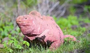Hallan en Galápagos a dos crías de iguana rosada, especie en peligro crítico de extinción