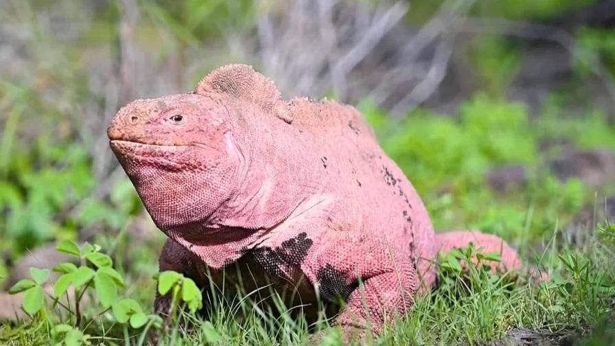 Hallan en Galápagos a dos crías de iguana rosada, especie en peligro crítico de extinción Hallan en Galápagos a dos crías de iguana rosada, especie en peligro crítico de extinción