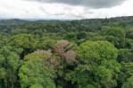 Las tormentas eléctricas son los mayores verdugos de los árboles en los bosques tropicales