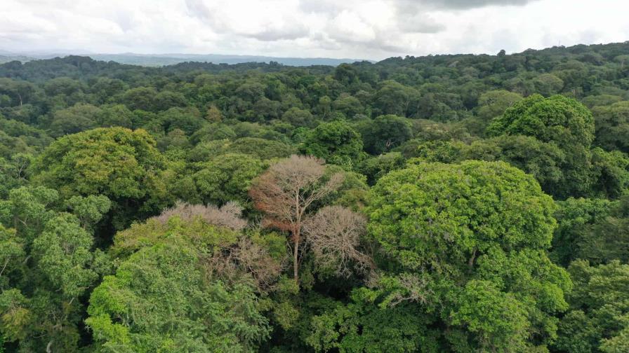 Las tormentas eléctricas son los mayores verdugos de los árboles en los bosques tropicales