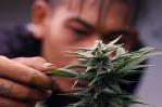 El negocio de la marihuana, de libre a controlado en Tailandia
