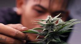 Aumentan las hospitalizaciones por v&oacute;mitos entre consumidores frecuentes de marihuana en EE. UU.