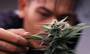 Aumentan las hospitalizaciones por v&oacute;mitos entre consumidores frecuentes de marihuana en EE. UU.