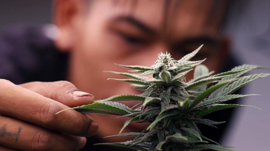 El negocio de la marihuana, de libre a controlado en Tailandia El negocio de la marihuana, de libre a controlado en Tailandia