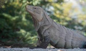 La fotografía como herramienta de conservación será tema central en la Unphu La fotografía como herramienta de conservación será tema central en la Unphu