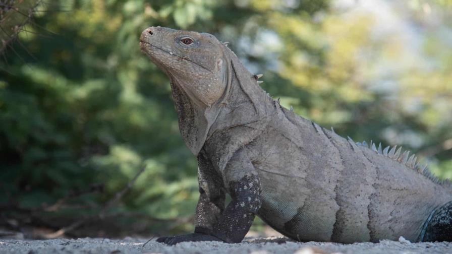 La fotografía como herramienta de conservación será tema central en la Unphu La fotografía como herramienta de conservación será tema central en la Unphu