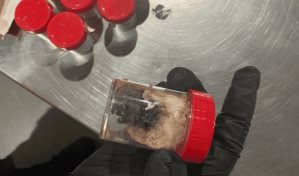 La aduana alemana descubre 1,500 arañas en envases de galletas