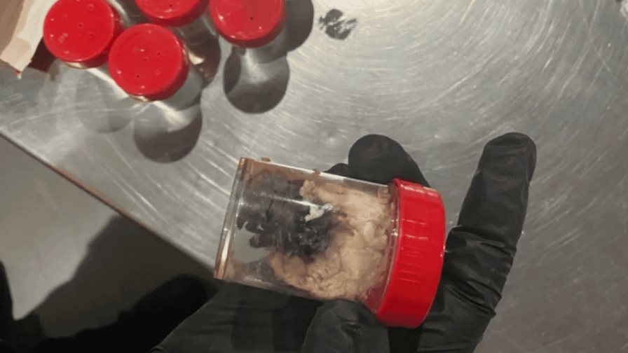 La aduana alemana descubre 1,500 arañas en envases de galletas La aduana alemana descubre 1,500 arañas en envases de galletas