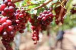Uvas de mesa, un cultivo con potencial de liderar exportaciones agropecuarias en próximos tres años