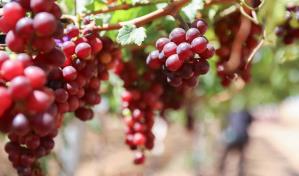 Uvas de mesa, un cultivo con potencial de liderar exportaciones agropecuarias en próximos tres años