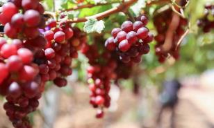 La uva de Guayub&iacute;n que cruz&oacute; la frontera