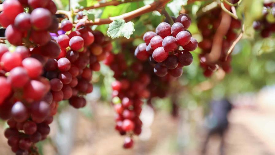 La uva de Guayubín que cruzó la frontera La uva de Guayubín que cruzó la frontera