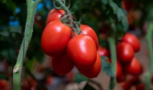 EE. UU. impone arancel del 17 % a la mayoría de los tomates mexicanos