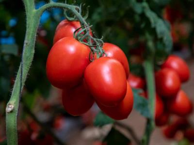 EEUU impone aranceles a la mayoría de los tomates mexicanos