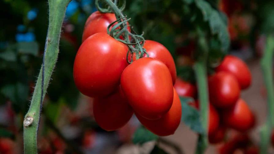 EE. UU. impone arancel del 17 % a la mayoría de los tomates mexicanos EE. UU. impone arancel del 17 % a la mayoría de los tomates mexicanos