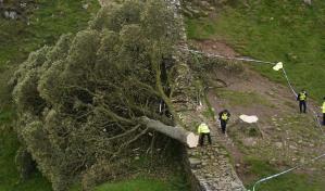 Dos hombres fueron condenados a cuatro años de prisión por talar el árbol más famoso de Inglaterra