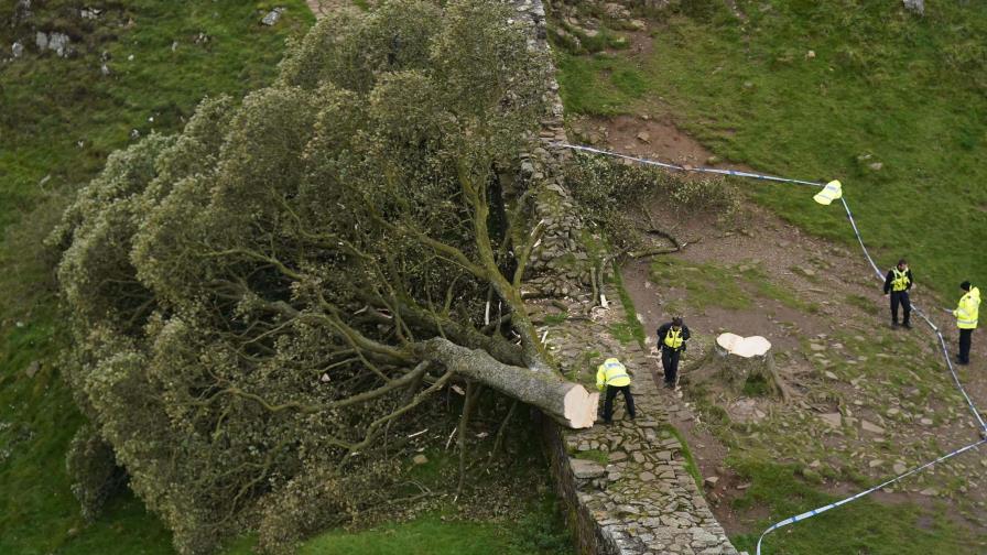 Dos hombres fueron condenados a cuatro años de prisión por talar el árbol más famoso de Inglaterra Dos hombres fueron condenados a cuatro años de prisión por talar el árbol más famoso de Inglaterra