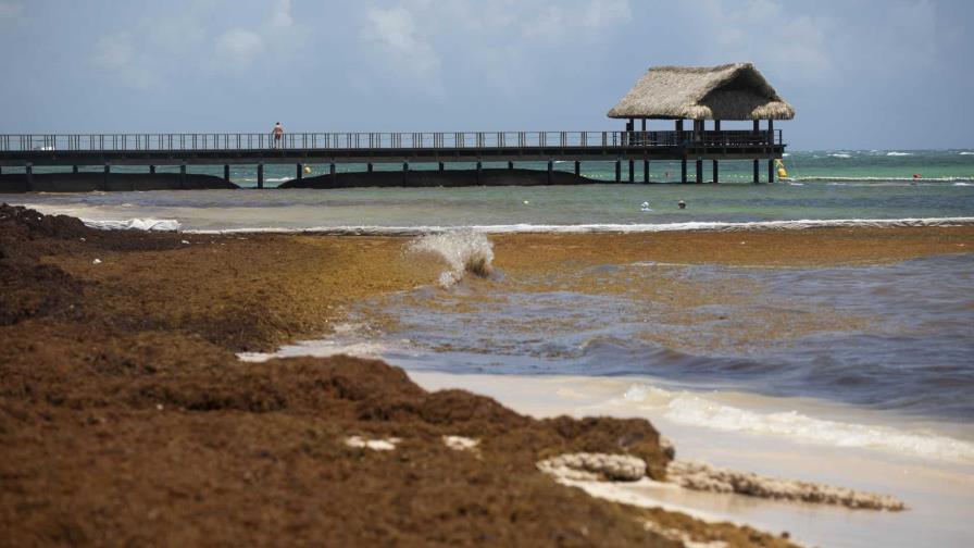 Lanzan plan de emergencia para recogida de sargazo en playas Lanzan plan de emergencia para recogida de sargazo en playas