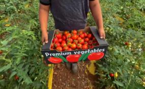 EEUU impone arancel del 17% a tomates de México, que tacha de injusta la decisión