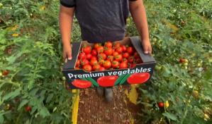 EEUU impone arancel del 17% a tomates de México, que tacha de injusta la decisión