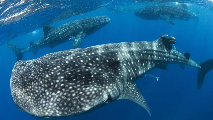 Localizan a doce nuevos ejemplares de tiburones ballena en reserva marina de Galápagos Localizan a doce nuevos ejemplares de tiburones ballena en reserva marina de Galápagos