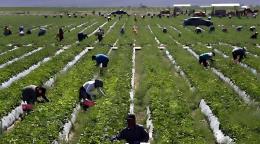 Fiscales rechazan plan de Trump para reducir el salario de los campesinos con visa H-2A