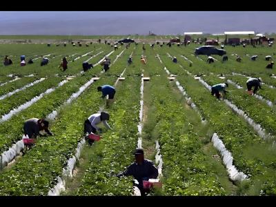 Jornaleros en California bajo las redadas migratorias