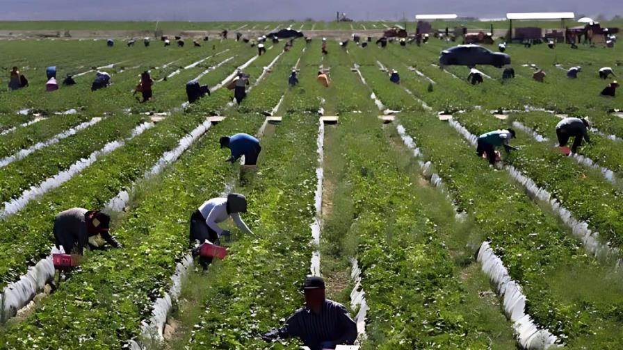 El miedo que se cosecha: jornaleros en California bajo las redadas migratorias
