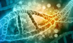 Identifican nuevas dianas genéticas implicadas en el dolor crónico de la artrosis Identifican nuevas dianas genéticas implicadas en el dolor crónico de la artrosis