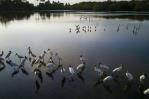 La pérdida de humedales podría costar 39 billones de dólares al mundo, alerta un informe La pérdida de humedales podría costar 39 billones de dólares al mundo, alerta un informe