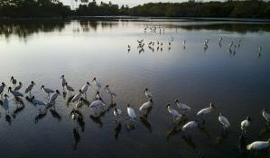 La pérdida de humedales podría costar 39 billones de dólares al mundo, alerta un informe