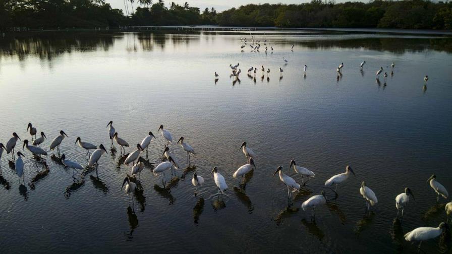 La pérdida de humedales podría costar 39 billones de dólares al mundo, alerta un informe La pérdida de humedales podría costar 39 billones de dólares al mundo, alerta un informe