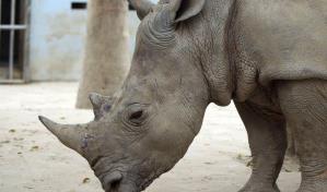 Hong Kong decomisa cargamento de cuernos de rinoceronte procedentes de España