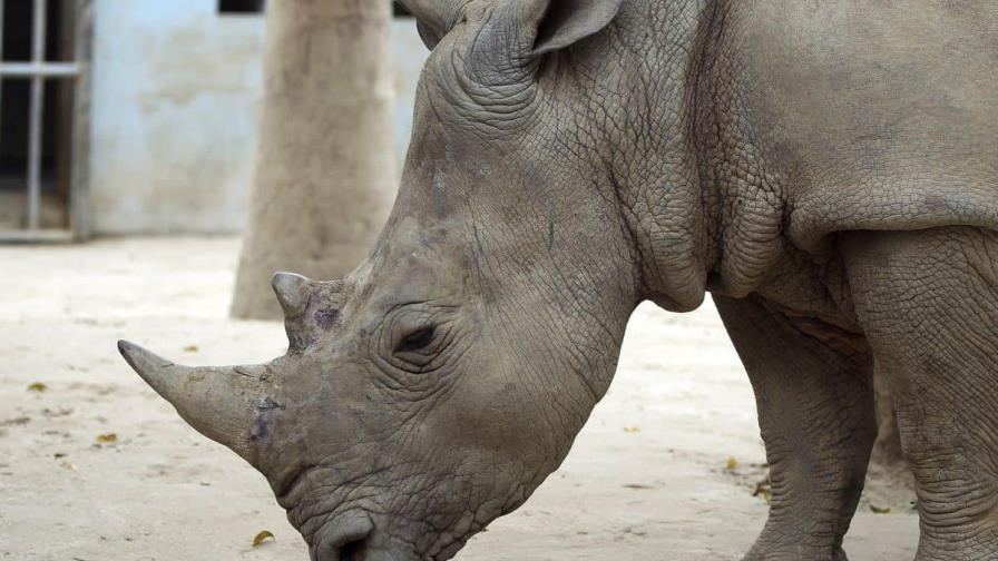 Hong Kong decomisa cargamento de cuernos de rinoceronte procedentes de España