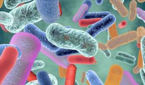 Una bacteria diseñada para tratar cálculos renales, un paso hacia las terapias microbianas