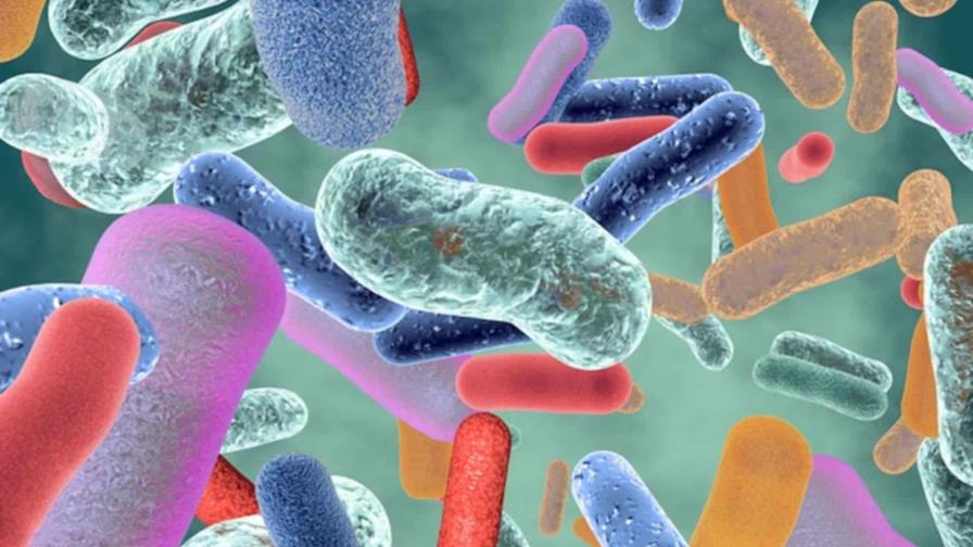 Una bacteria diseñada para tratar cálculos renales, un paso hacia las terapias microbianas