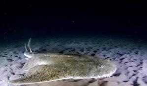 Las hembras de tiburón cambian sus rutinas de apareamiento debido al calentamiento océano