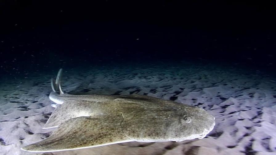 Las hembras de tiburón cambian sus rutinas de apareamiento debido al calentamiento océano