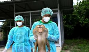 Un nuevo hospital en Tailandia trata desde monos hasta elefantes explotados y maltratados