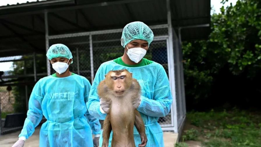 Un nuevo hospital en Tailandia trata desde monos hasta elefantes explotados y maltratados